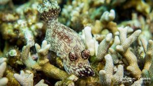 Nudibranch Racha Noi banana bay