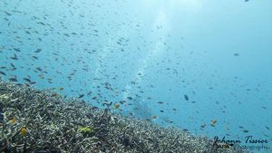 Cours PADI plongée Phuket