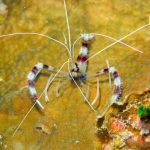 crevette stenopus Racha Yai