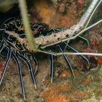 langouste plongée Phiphi Thaïlande