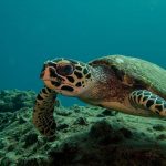 Plonger avec une Tortue Phuket Phiphi