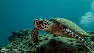 Plonger avec une Tortue Phuket Phiphi