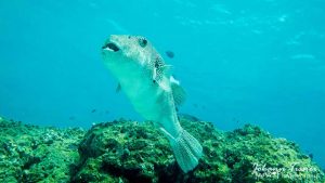 poisson coffre plongée a Racha Yai