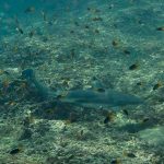 Requin point noire Koh PhiPhi