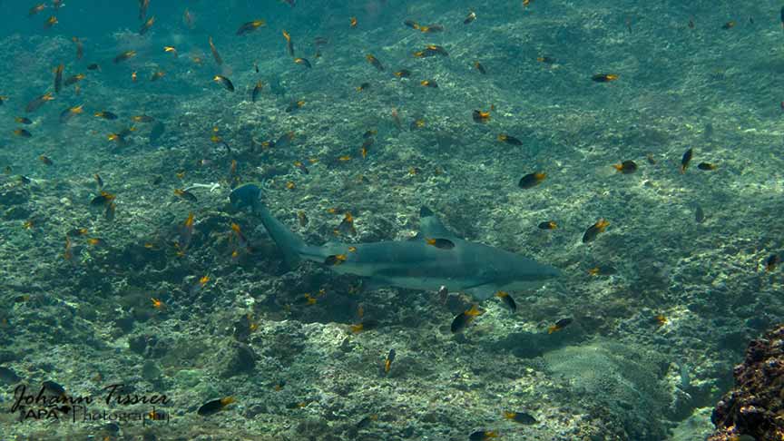 Requin point noire Koh PhiPhi