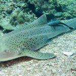 plongée avec requin leopard Bida nok