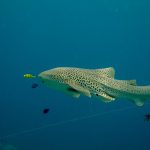 Requin Leopard Hin Bida phuket