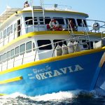 Oktavia liveaboard