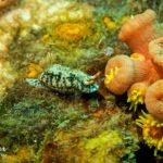 plongée épave nudibranche phuket