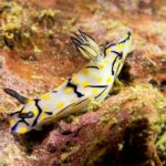 nudibranch plongee king cruiser