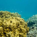 coral reef phuket racha island