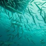 barracuda schooling in the bay