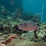 Dive site phiphi thailand