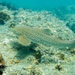 leopard shark phiphi hin bida