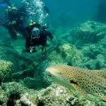 leopard shark diving phuket hin bida