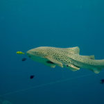 Leopard shark scuba diving phuket