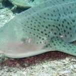 Diving phiphi leopard shark phuket