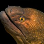 Moray eel phiphi island scuba diving