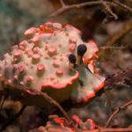 Nudibranch scuba diving bida nok phiphi