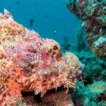 Scorpion fish phuket diving