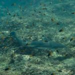 shark diving phuket