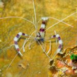 Stenopus shrimp diving phuket