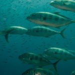 giant trevally phiphi diving trip