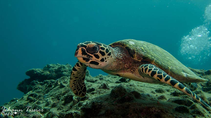 turtle diving phuket Thailand