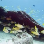 wreck diving phuket home run