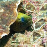 yellow moray eel racha yai