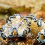 nudibranch Koh Doc Mai