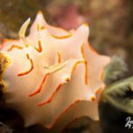 nudibranch plonger a Phuket