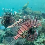 poisson lion plongée Phuket