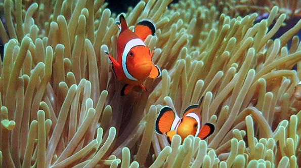 Clown fish at Anemone Reef dive site in Phuket, Thailand.