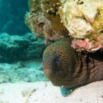 giant moray eel diving phuket