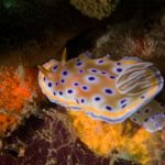 nudibranch bida nok phiphi scuba